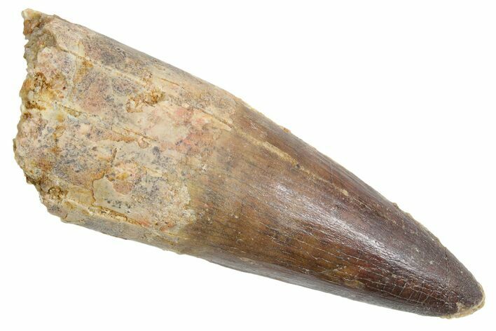 Real Fossil Spinosaurus Tooth - Huge Dinosaur Tooth #360448